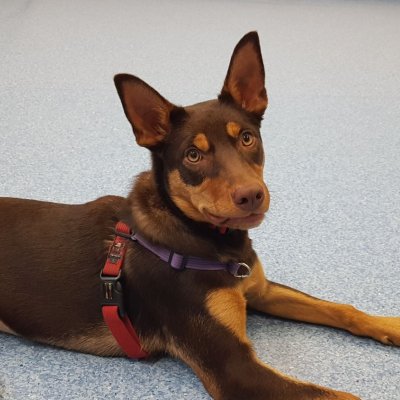 Molly the Kelpie.